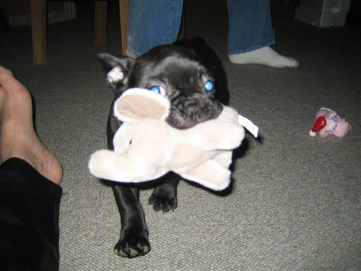 Fransk bulldog *Buller* billede 2