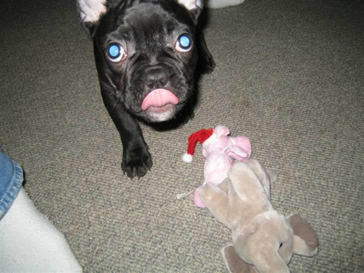 Fransk bulldog *Buller* billede 3