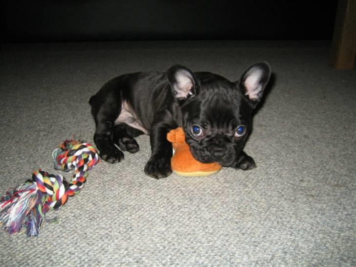 Fransk bulldog *Buller* billede 4