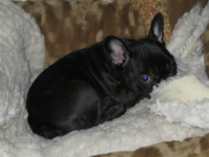 Fransk bulldog *Buller* billede 5