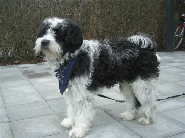 Tibetansk terrier Oscar billede 1