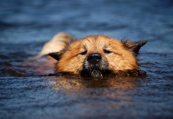 Islandsk fårehund Solargeisli Reiki billede 12