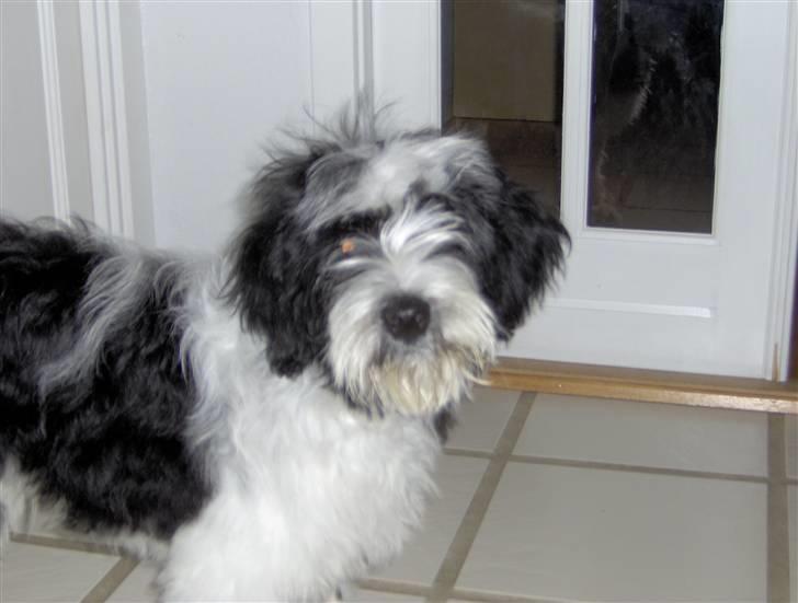 Tibetansk terrier Oscar billede 6