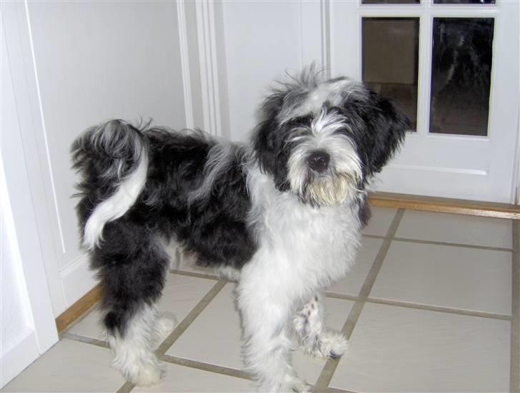 Tibetansk terrier Oscar billede 7