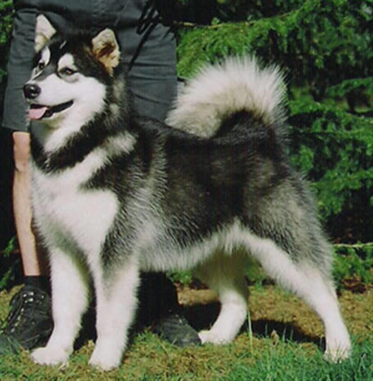 Alaskan malamute Penny billede 17
