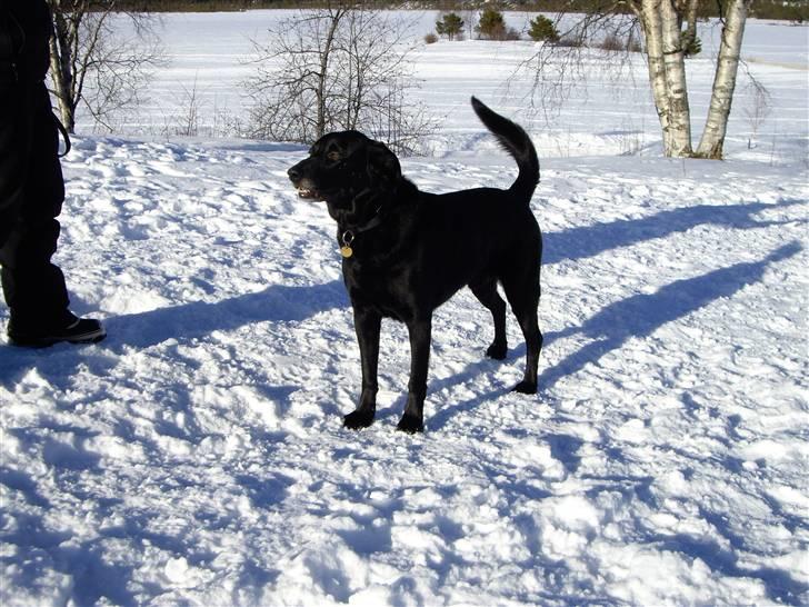 Blanding af racer Elvis - med Mutterne på tur til Sverige billede 11