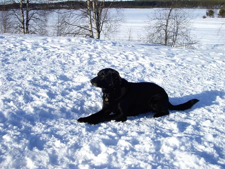 Blanding af racer Elvis billede 12