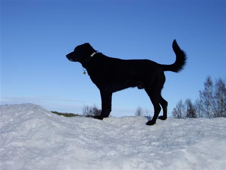 Blanding af racer Elvis - kan jeg ikke stå flot billede 13