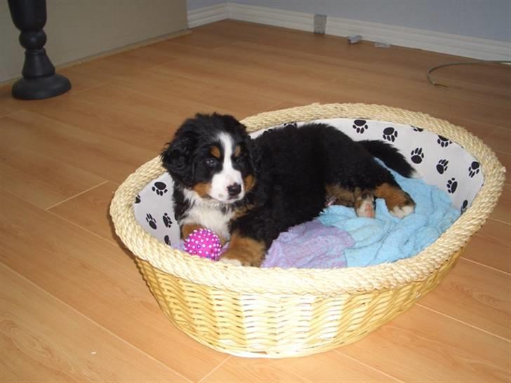 Berner sennenhund Antonio - Ja selvom man er en bette purk på kun 8½ uge kan man jo godt tage en slapper billede 1