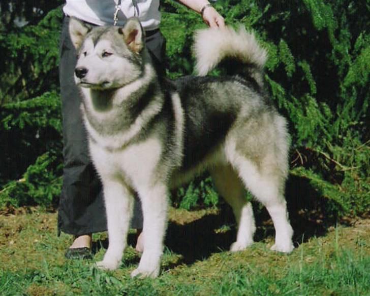 Alaskan malamute Lady  billede 17