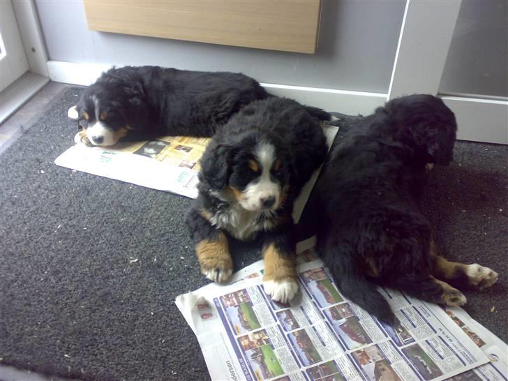 Berner sennenhund Antonio - Antonoi 6 uger gammel og stadig hjemme hos "mor" billede 2