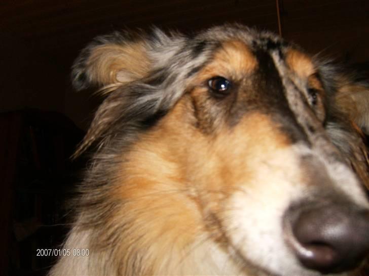 Collie langhåret Wendy billede 8