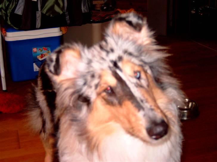 Collie langhåret Wendy billede 9