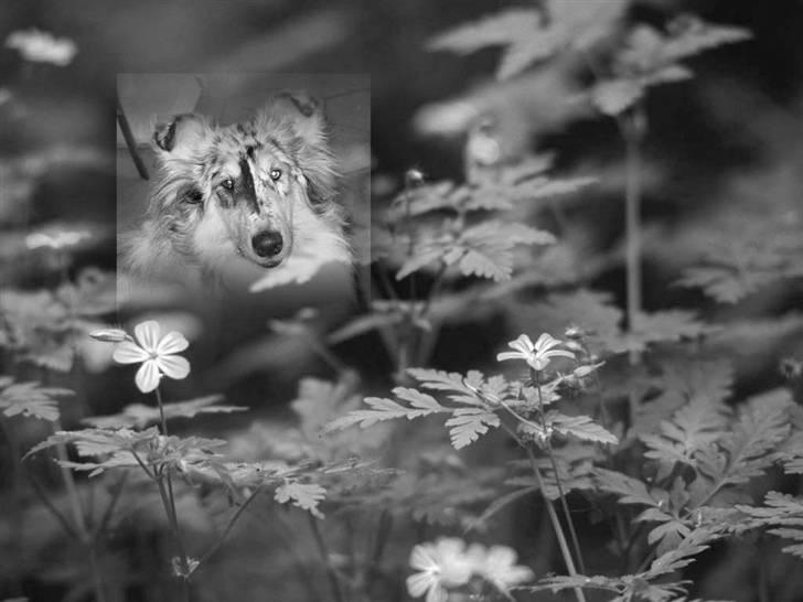 Collie langhåret Wendy billede 10