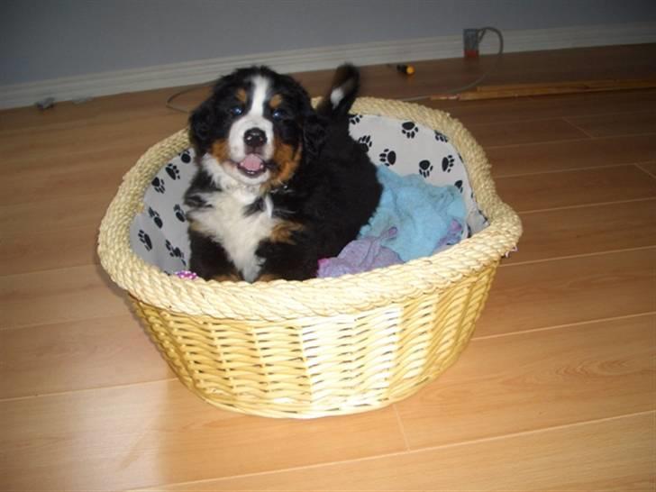 Berner sennenhund Antonio - Antonio 8½ uge gammel og parat til ulykker billede 3