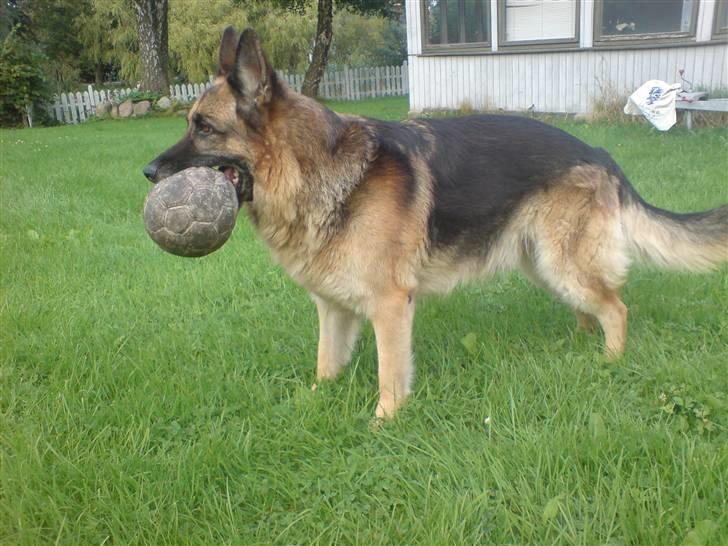 Schæferhund Astro  - smukke astro <3 billede 1