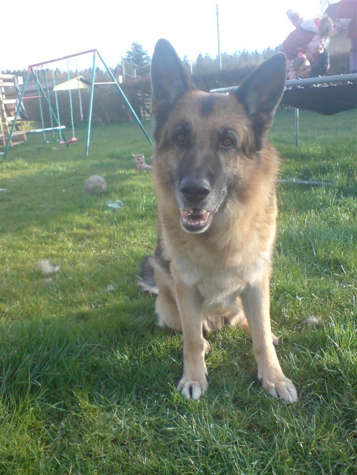 Schæferhund Astro  - astro min  billede 2