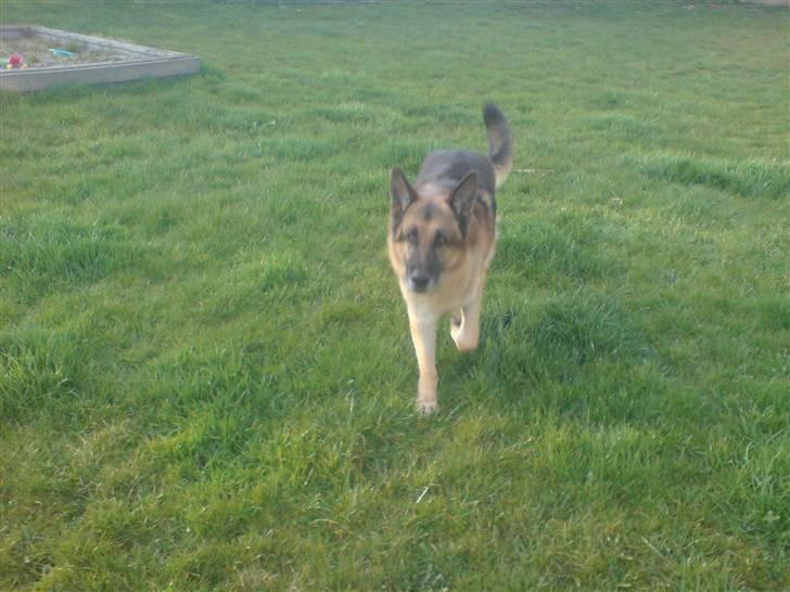 Schæferhund Astro  - ...  billede 3