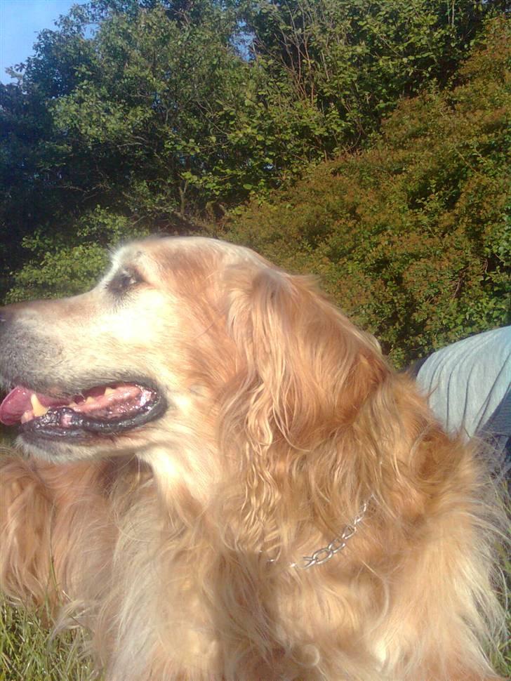 Golden retriever Rocky Hektor           Du er elsket og savnte skat billede 1