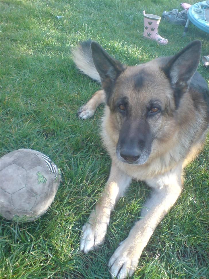 Schæferhund Astro  - astro skat billede 4