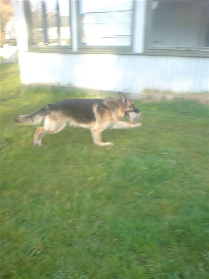 Schæferhund Astro  - astro <3  billede 5