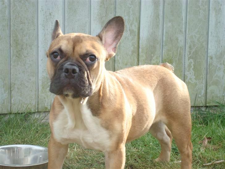 Fransk bulldog Hector - Stille jeg kan høre noget (ca. 6 mdr.) billede 3