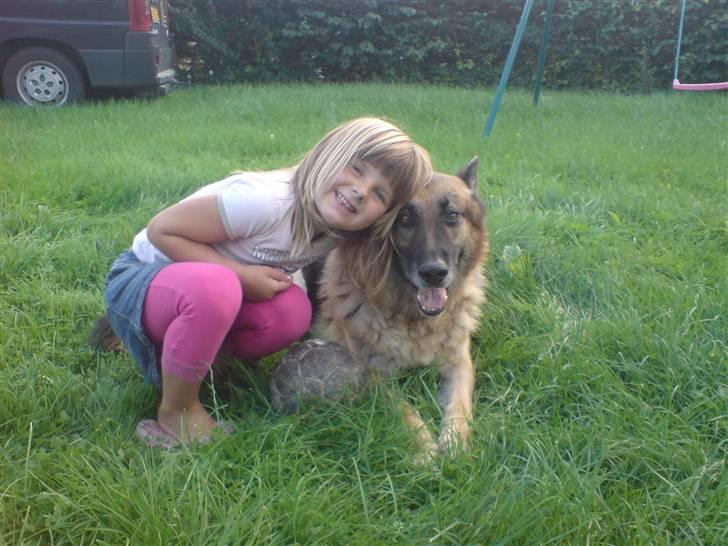 Schæferhund Astro  - smukke billede 6