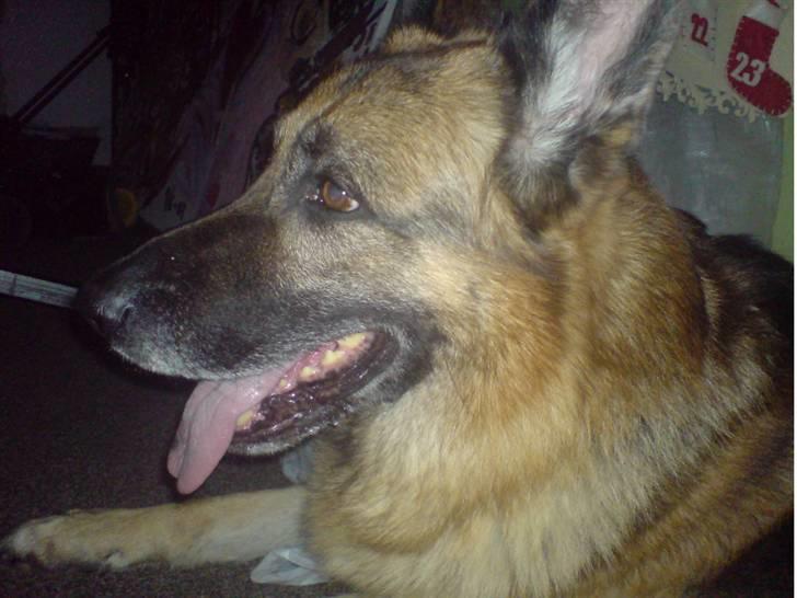 Schæferhund Astro  billede 7