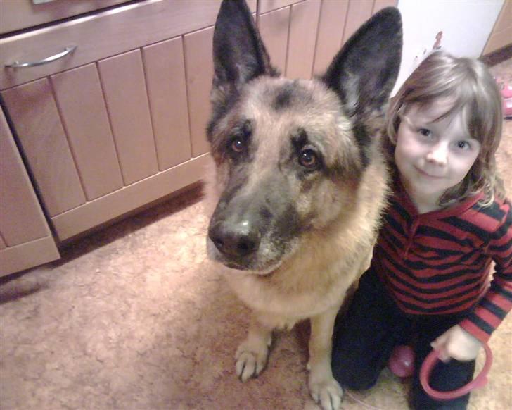 Schæferhund Astro  billede 8