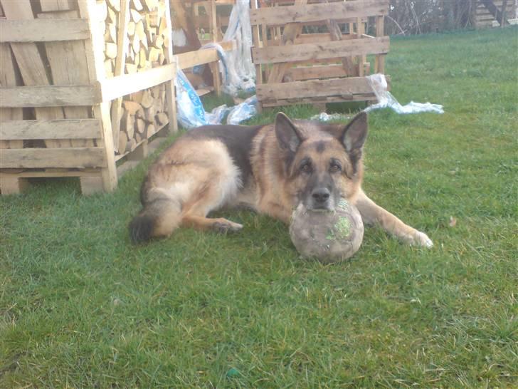 Schæferhund Astro  - astro  billede 9