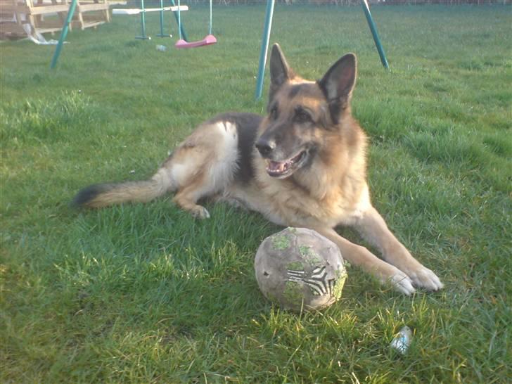 Schæferhund Astro  - lavet til astro  billede 10