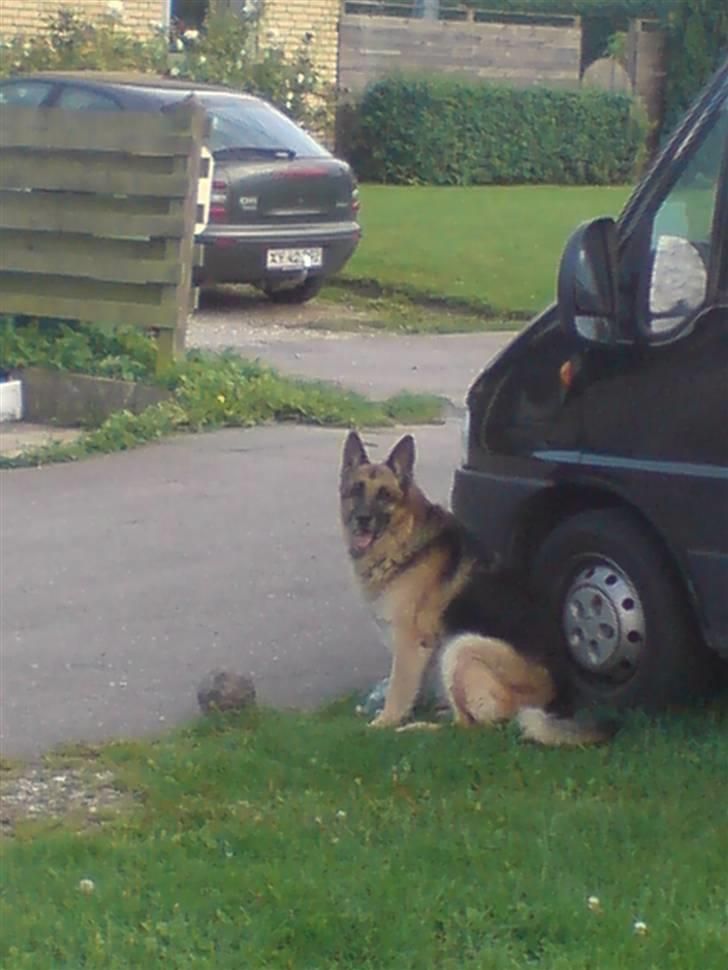 Schæferhund Astro  - <3  billede 11