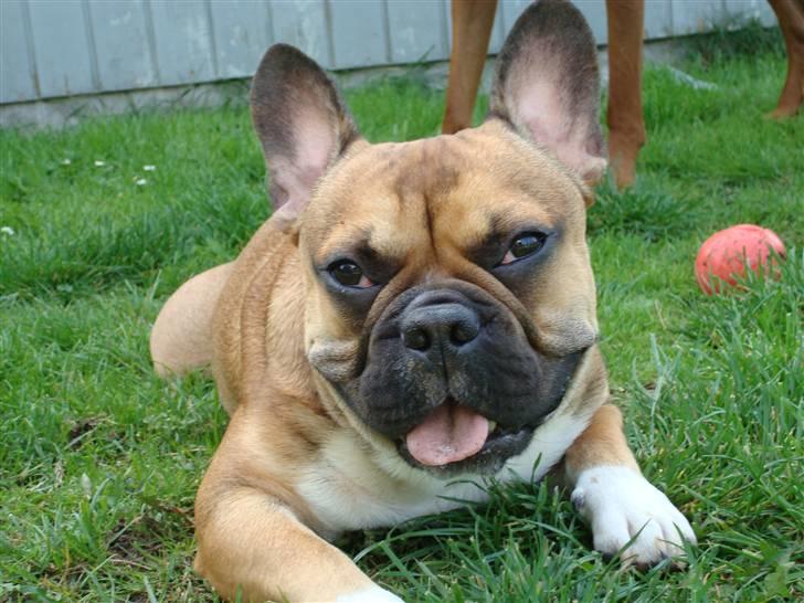 Fransk bulldog Hector - Heii mor dejligt at se dig! jeg laver ikk noget (ca. 1 år ) billede 4