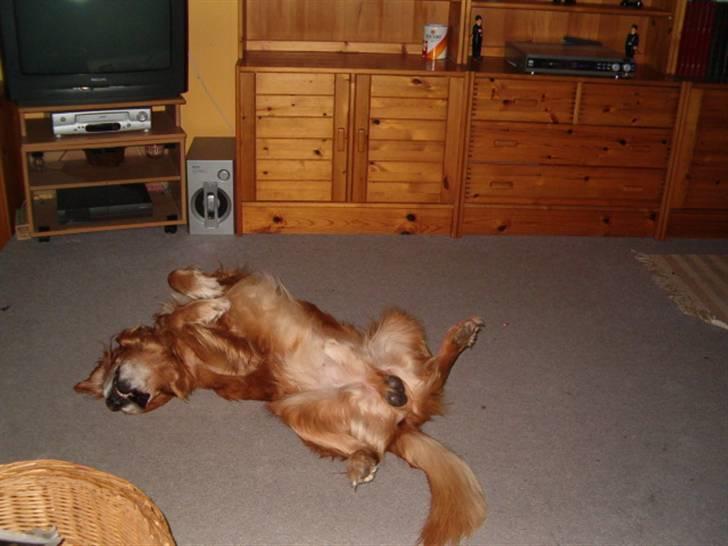 Golden retriever Rocky Hektor           Du er elsket og savnte skat billede 2