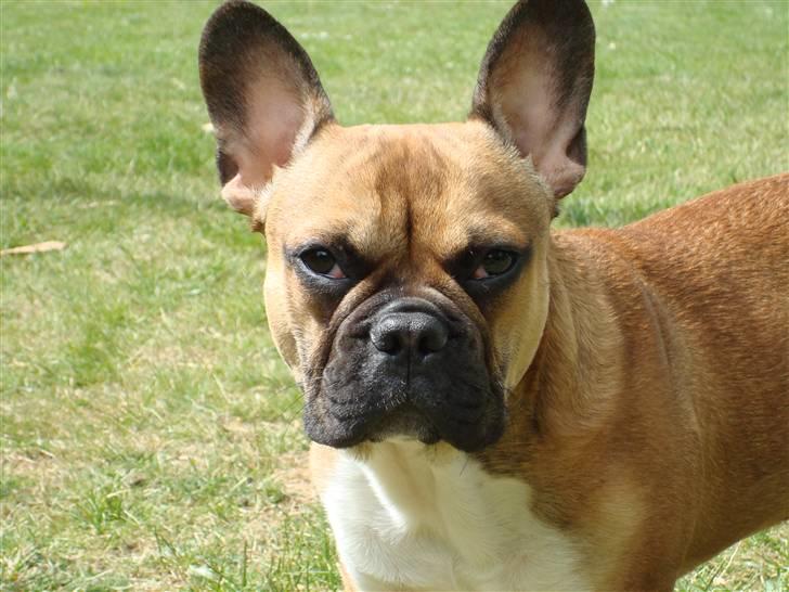 Fransk bulldog Hector - Haløj (6 mdr.) billede 5