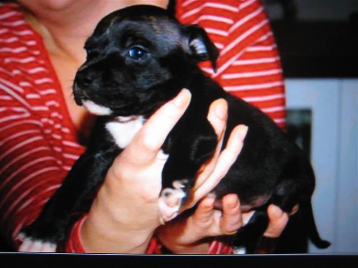 Staffordshire bull terrier rico billede 6