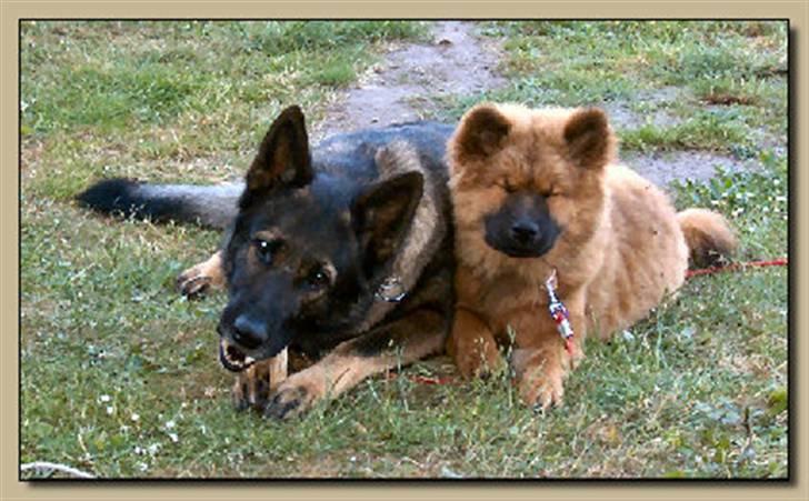 Eurasier Anna - Hygger hos storebror Vito billede 16