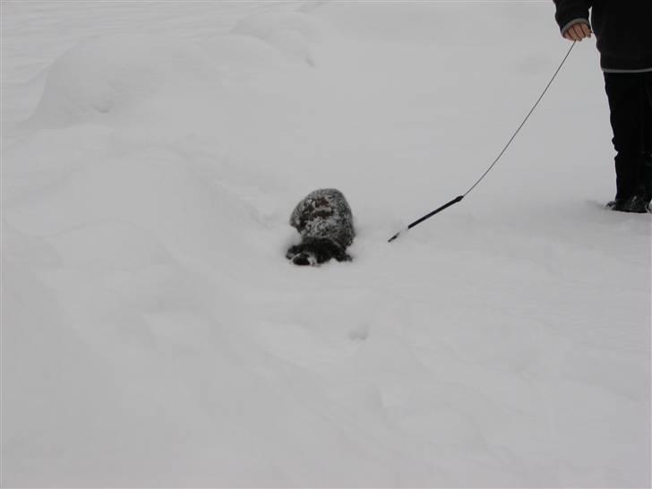 Gravhund Petra  † 09-04-2010  † - Da vi var i sverige . det a Petra ikke kan ses siger lidt om hvor meget sne der var :) hehe billede 7