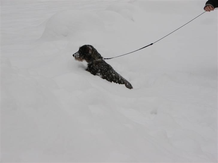 Gravhund Petra  † 09-04-2010  † - Selvom hun ik ku gå i det , så nød hun det faktisk <33  billede 8