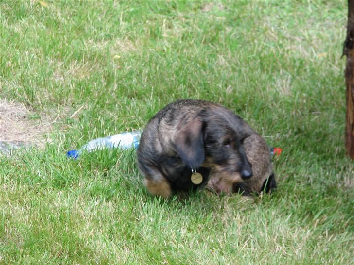 Gravhund Petra  † 09-04-2010  † - Petra , Jeg elsker dig min lille rullepølse <33 :p billede 9