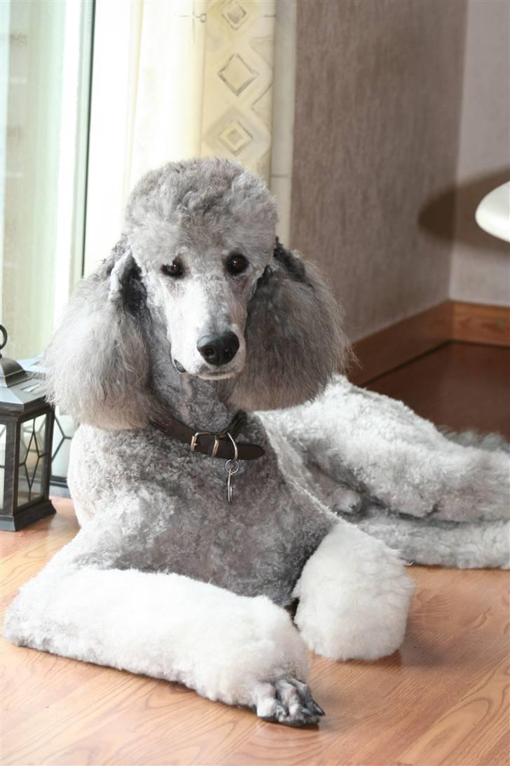 Storpuddel max billede 9