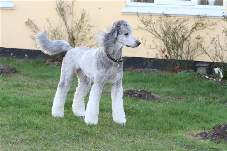 Storpuddel max billede 10