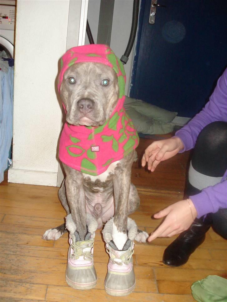 Amerikansk staffordshire terrier Nemo - Ja man er vel klædt på til det kolde vejr... billede 6