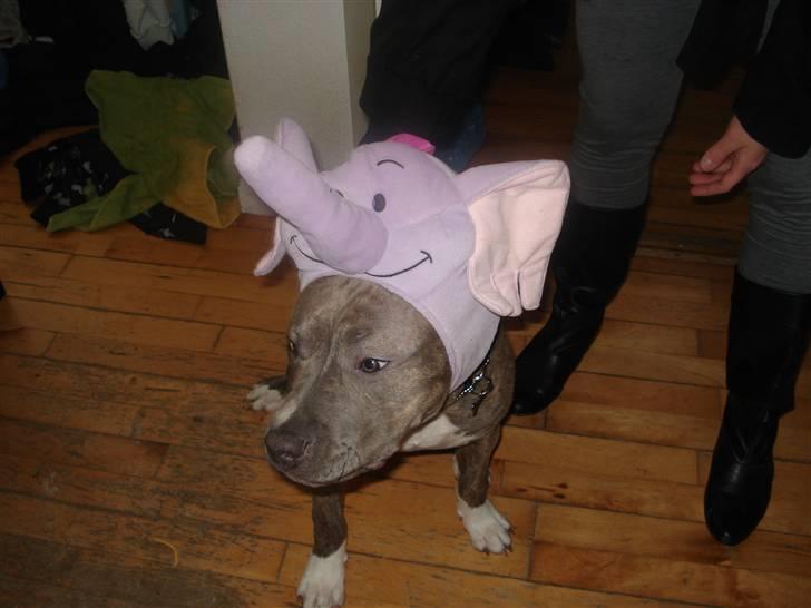 Amerikansk staffordshire terrier Nemo - Fastelavn.. hvor herre bevares... billede 7