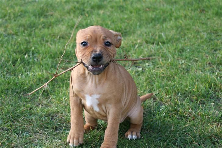 Staffordshire bull terrier Nala billede 1