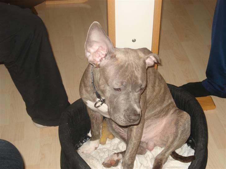 Amerikansk staffordshire terrier Nemo billede 8