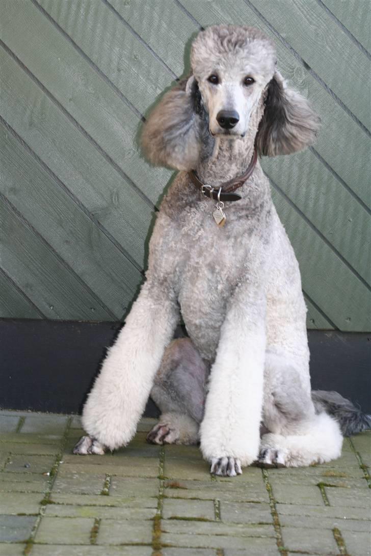 Storpuddel max billede 11