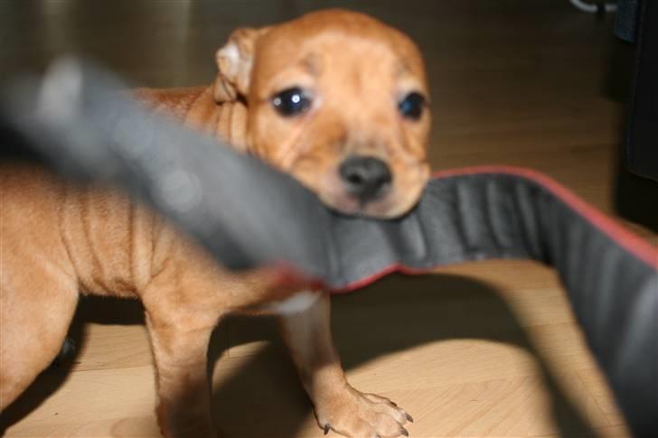 Staffordshire bull terrier Nala billede 3