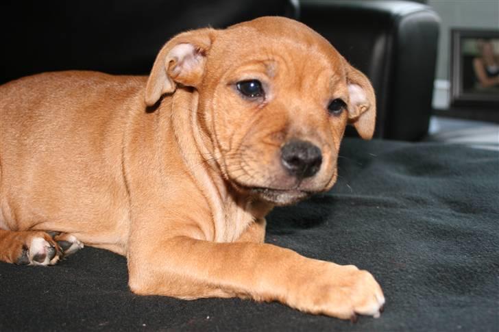 Staffordshire bull terrier Nala billede 4