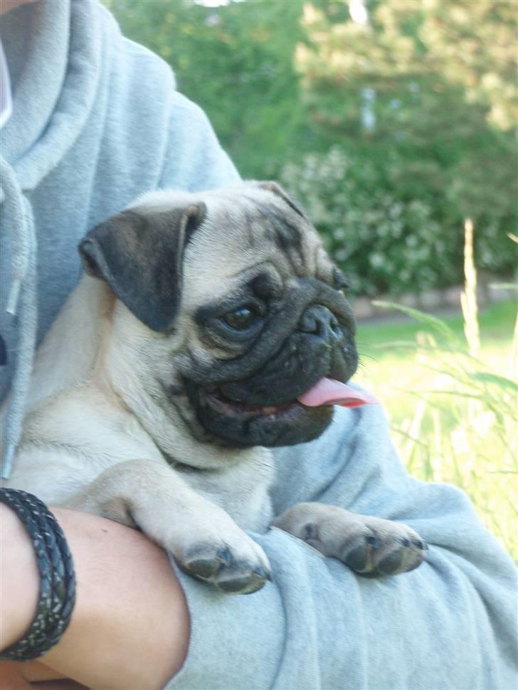 Mops Berta - Der er helle hos far :) billede 1